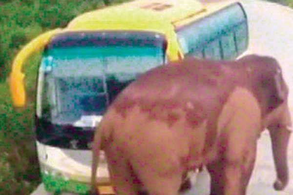 Çin'de fil araca saldırdı