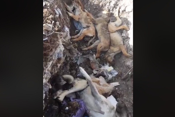 Burdur'da hayvan katliamı