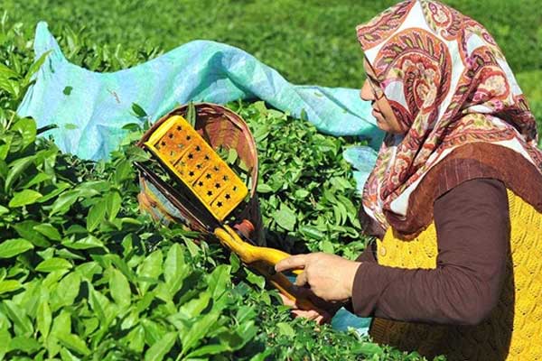 Çay üreticisine kilo başına 13 kuruş ödenecek