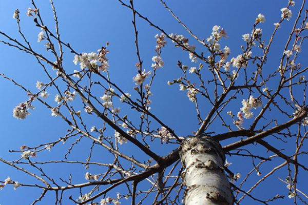 Bursa'da aralık ayında sıcaklık rekoru kırıldı, ağaçlar çiçek açtı