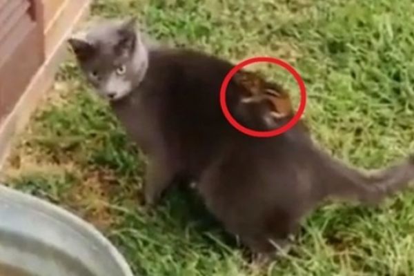 Sincap kediyi fena trollüyor