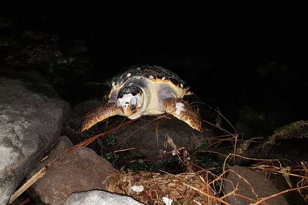İzmir’de ölü caretta caretta karaya vurdu