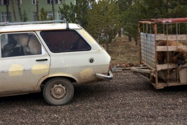 Kayseri'de köpek dövüştürenlere operasyon!