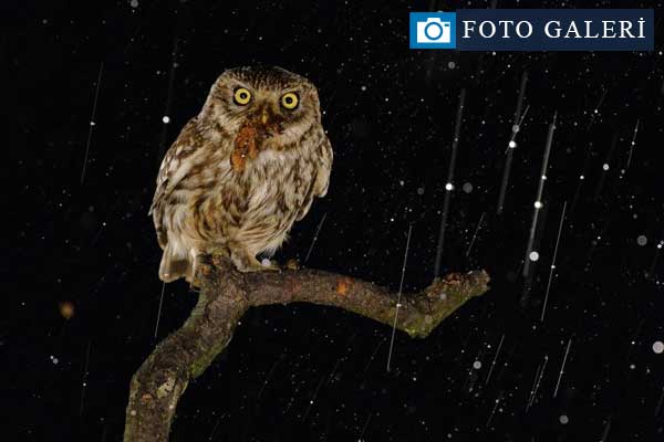 Vahşi Doğa'dan güldüren kareler