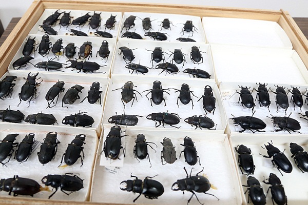 Yarım asırlık müze böcek bilimine ışık tutuyor
