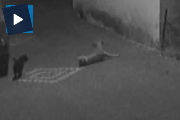 Sokak köpeğini silahla vurdular