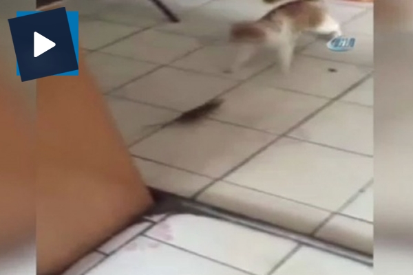 Bu defa fare kediyi kovaladı