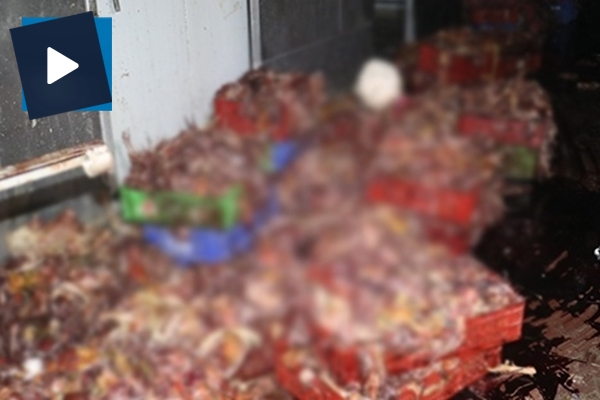 Adana’da 3 ton kesilmiş kaçak tavuk ele geçirildi