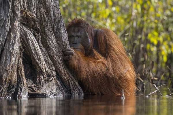 İşte yılın en iyi doğa fotoğrafları