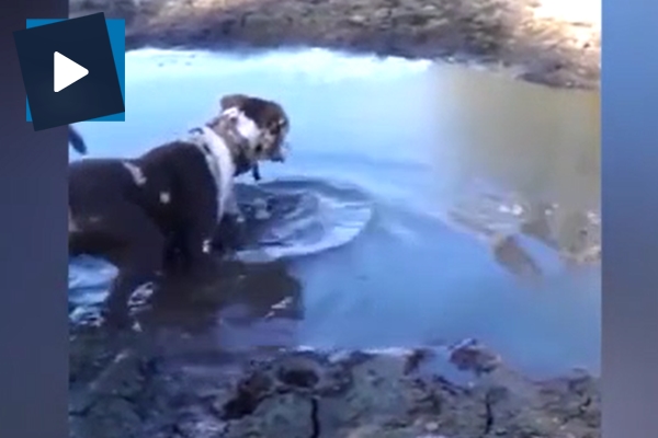 Timsahın şoke eden köpek avı kamerada!