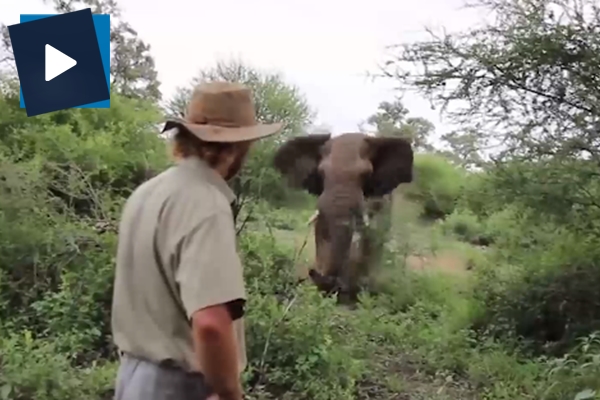 Dev file geri vites yaptıran safari rehberi