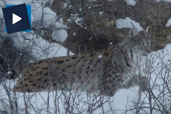 Sivas'ta Vaşak görüntülendi