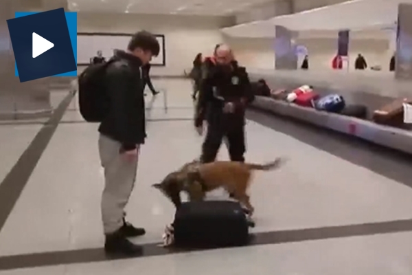 Türk yolcuları köpekle arayan Hollanda'ya anında misilleme