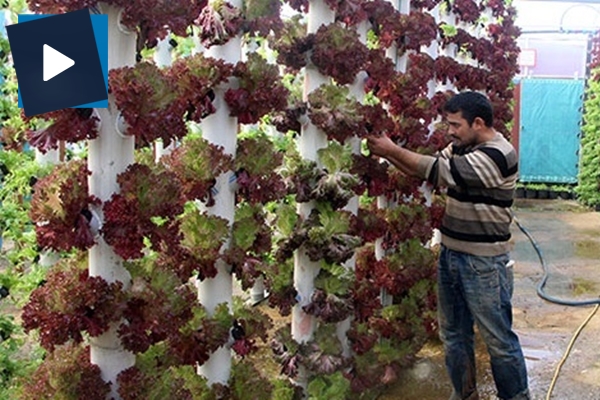 Dikey topraksız tarım ile 9 dönem ürün alıyor