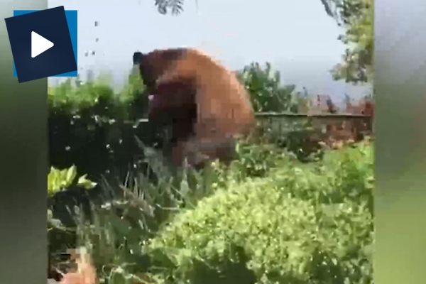 Bahçeye giren ayıya hayatının şokunu yaşattı
