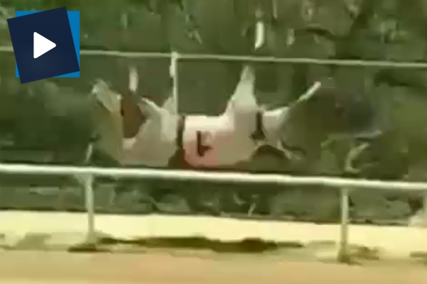 Yarış atı metrelerce uçtu