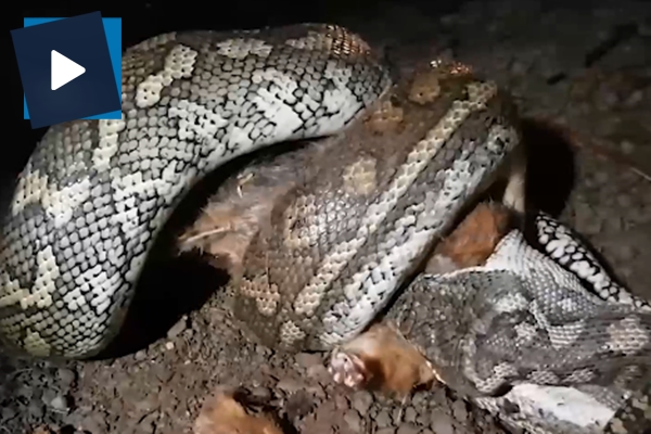 Dev pitonun avını yutma anı böyle görüntülendi