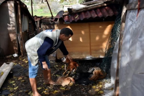 Marmaris'te şüpheli tavuk ölümleri!