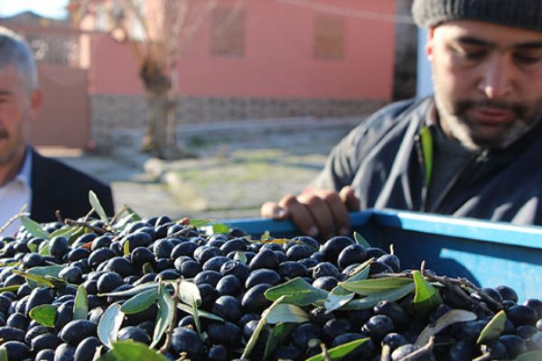 Zeytin sahipleri hırsızlara karşı gece gündüz nöbet tutuyorlar!
