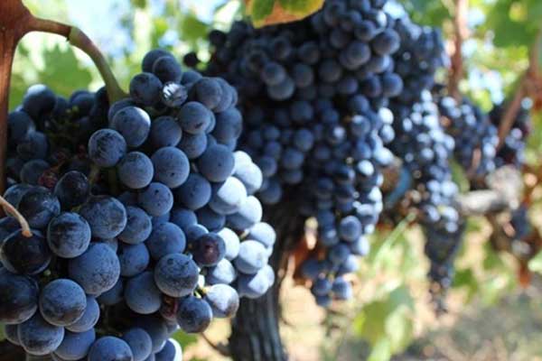 İstanbul’da zam şampiyonu yaş üzüm oldu