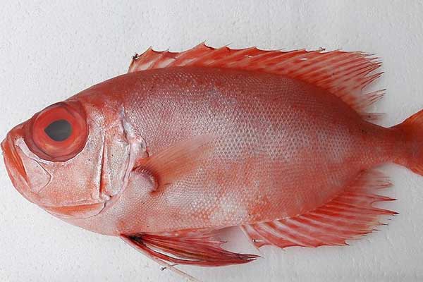 Türkiye'de ilk defa 'mandagöz' görüldü