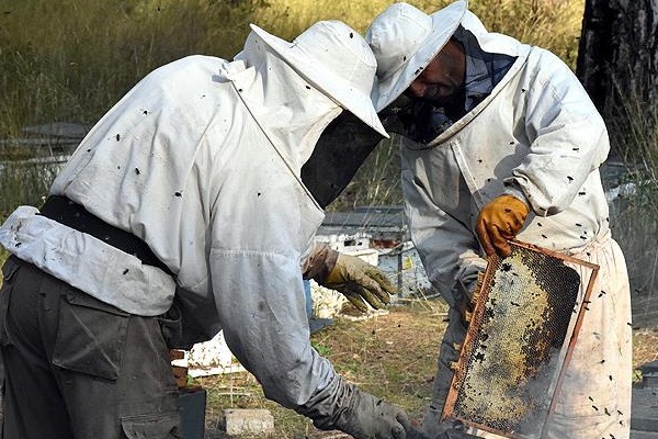 Arıcılara 60 milyon lira destek