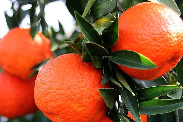 Turunçgilde ihracat şampiyonu mandalina