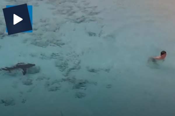 Yüzen çocuğu yemek için toplanan köpek balıkları!