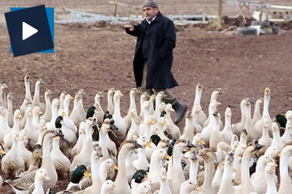 20 kazla başladı, hedefi üç yılda 50 bin kaz