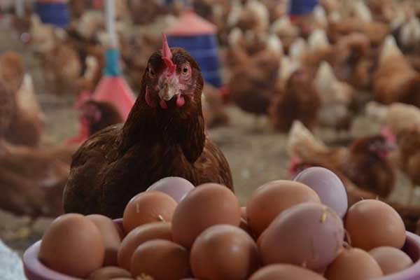 Avrupa'ya 6 yıl sonra yumurta ihracatı