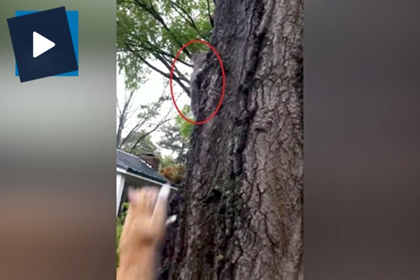 Doğaya salınan sincabı kedi kaptı