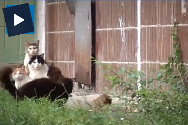 Kedilere saldıran lağım faresi!