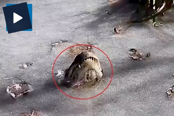 Timsahı bu halde görenler şoke oldu!