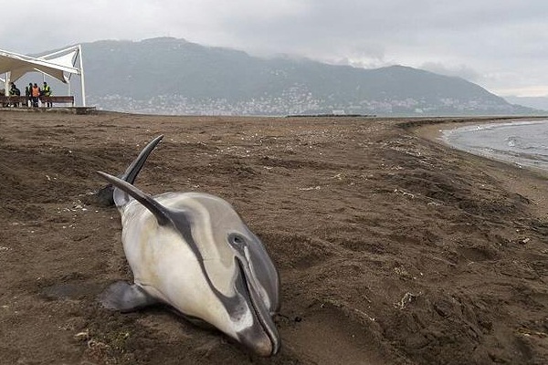 Virüs, 170'ten fazla yunusun canına mal oldu