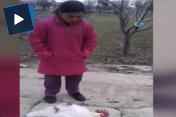 Ölü taklidi yaparak küçük kızı trolleyen horoz