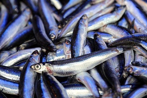 Karadenizli balıkçılara sürpriz