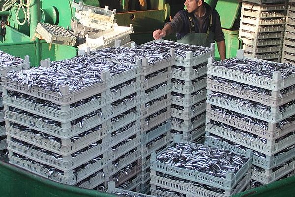 Hamsinin kilogramı 8 liraya düştü