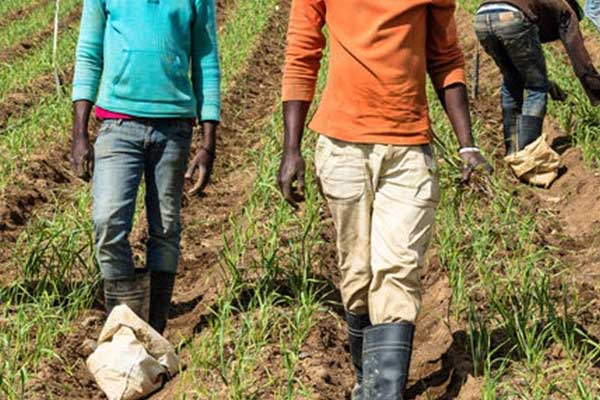 Haitililer artık ABD'de mevsimlik işçi olamayacak