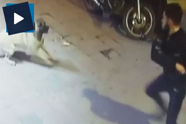 Magandalar köpeği bıçaklayıp, kemerle dövdüler...Dehşet anları kamerada