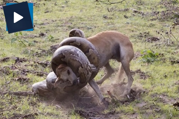 Dev pitonla köpeğin tüyler ürperten savaşı!