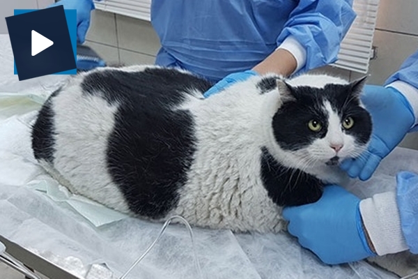 18 kiloluk kedi görenleri hayrete düşürüyor