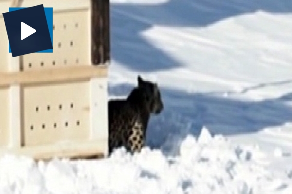 Putin'in leoparı ölü bulundu