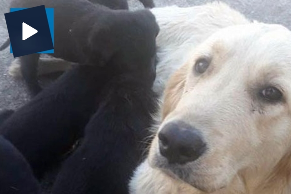 Köpekler dev dalgalar arasında telef oldu