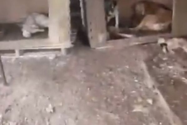 Kilis'teki barınakta hayvanlar ölüme terk edildi