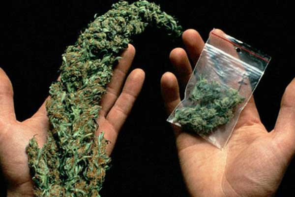 Yeşil Hazine: Kenevir