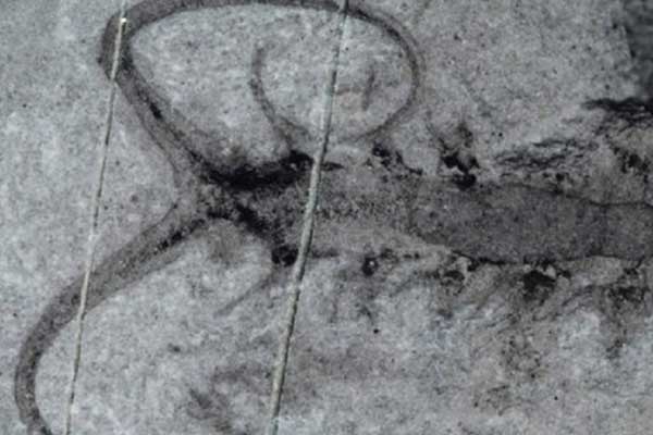 508 milyon yıllık solucan fosilleri bulundu