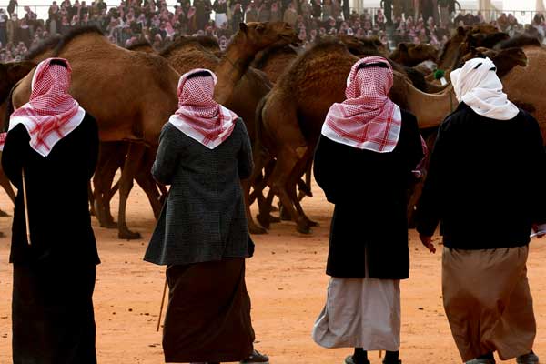 Suudi Arabistan'daki develer arası güzellik yarışmasında botokslu develer elendi