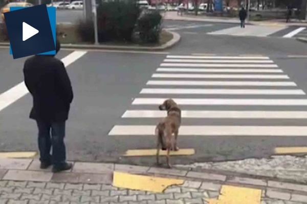 Kırmızı ışıkta köpek bekledi, yaya beklemedi