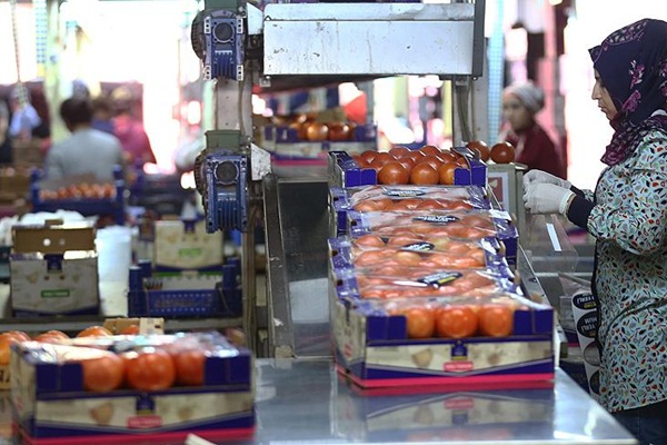 Rusya Türkiye'den domates ithalatını arttırabilir