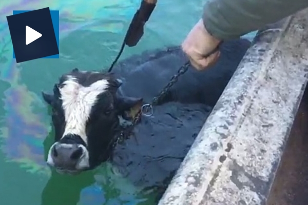 Göle kaçan danayı balıkçılar kurtardı